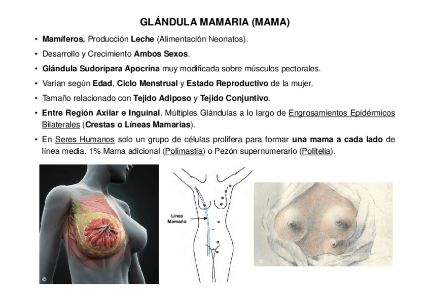 Miniatura del documento 12.-Glandula-Mamaria.pdf