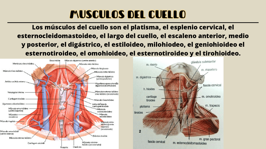 Miniatura del documento Cabeza-cara-y-cuello-musculos-y-huesos-6.pdf