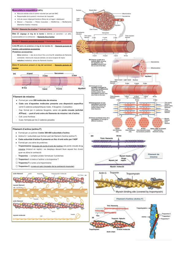 Miniatura del documento Fisiologia-contraccio-muscular-resum.pdf