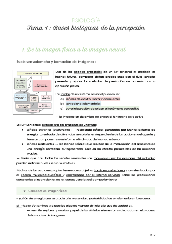 Miniatura del documento FISIOLOGIA-Apuntes-T1-Bases-fisiologicas-de-la-percepcion.pdf