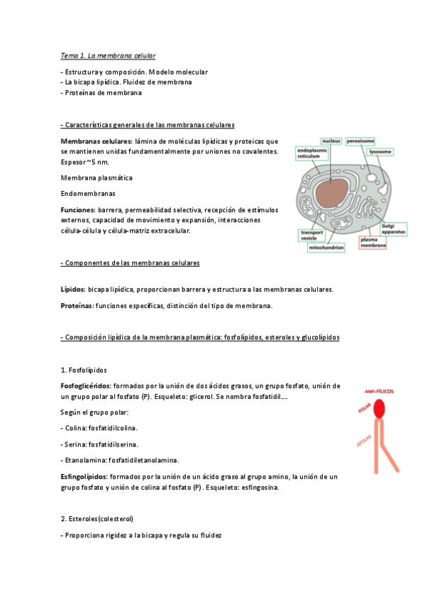 Miniatura del documento Tema-1.-La-membrana-celular.pdf