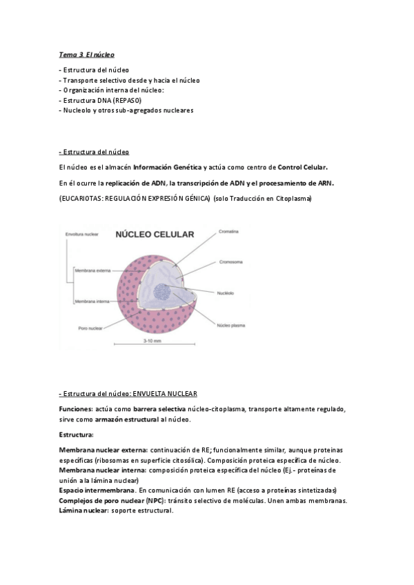 Miniatura del documento Tema-3.-El-nucleo.pdf