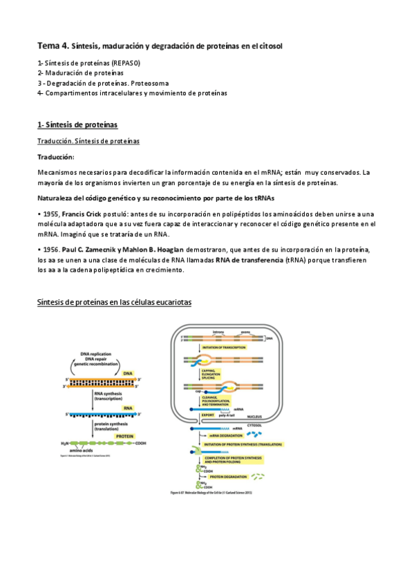 Miniatura del documento Tema-4.-Sintesis-maduracion-y-degradacion-de-proteinas.pdf