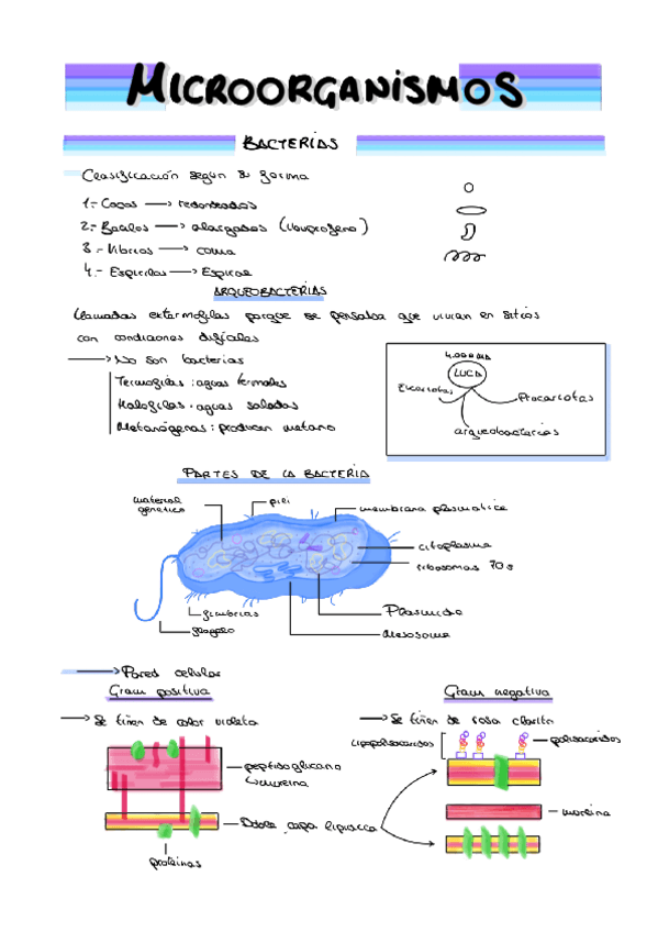 Miniatura del documento Microorganismos.pdf