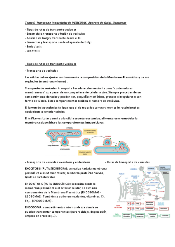 Miniatura del documento Tema-6.-Transporte-intracelular-de-VESICULAS.-Aparato-de-Golgi-Lisosomas.pdf