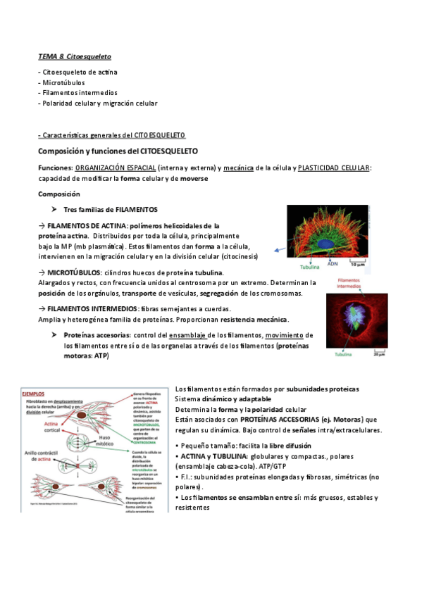Miniatura del documento Tema-8.-El-citoesqueleto.pdf