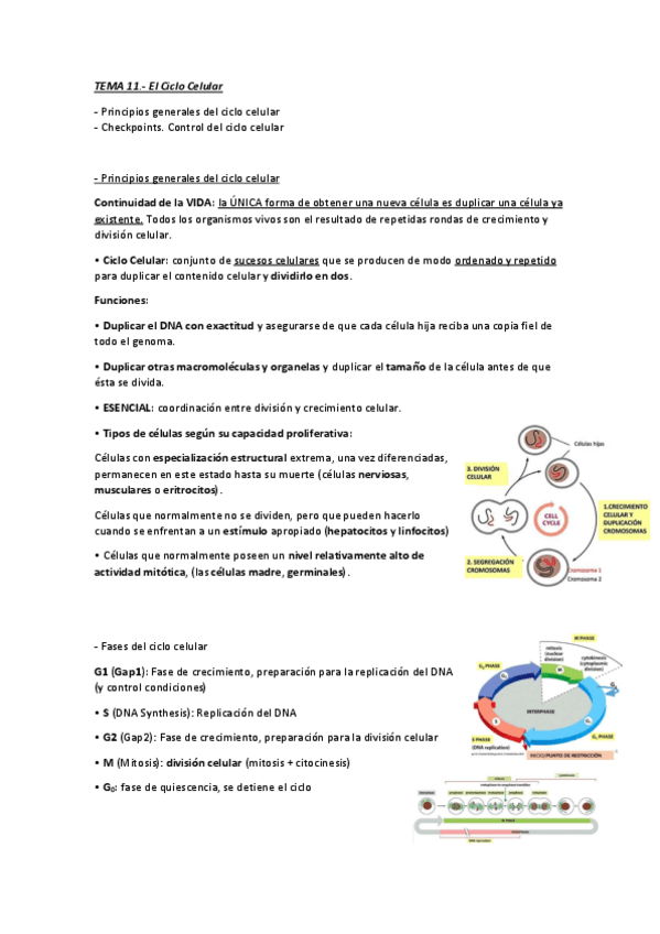 Miniatura del documento Tema-11.-El-ciclo-celular.pdf
