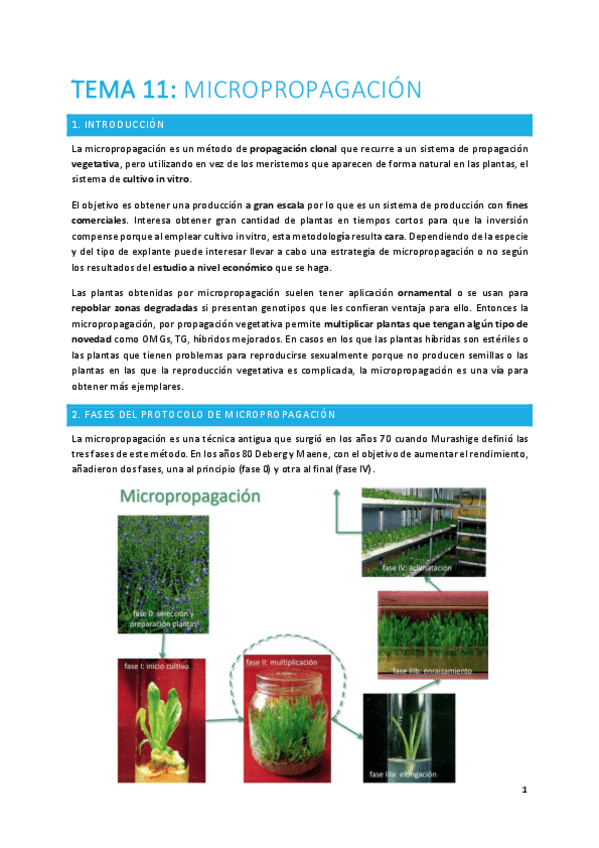 Miniatura del documento TEMA-11-plantas.pdf