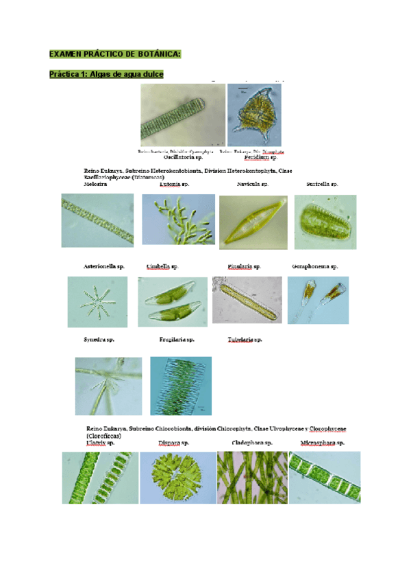 Miniatura del documento EXAMEN-PRACTICO-DE-BOTANICA.pdf