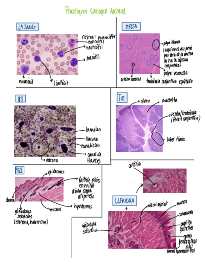 Miniatura del documento Imatges-anotades-examen-de-practiques.pdf
