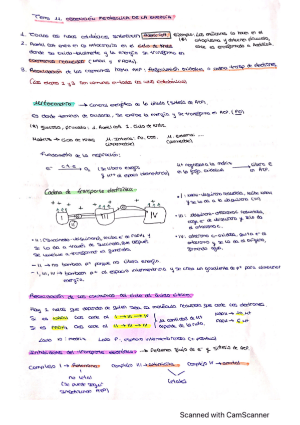 Miniatura del documento Bioquimica-SEGUNDO-PARCIAL11-19.pdf