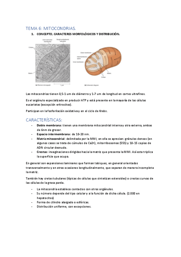 Miniatura del documento Tema-6-mitocondrias-y-cloroplastos..pdf