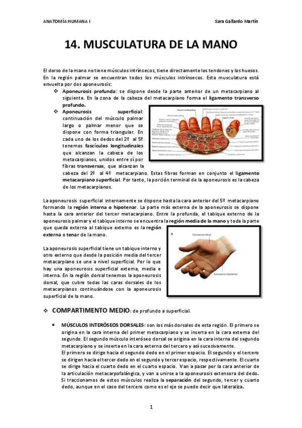 Miniatura del documento 14. Músculos intrínsecos de la mano.pdf