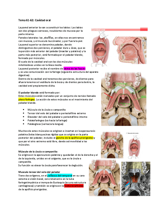 Miniatura del documento Tema-61-62-Cavidad-oral.pdf