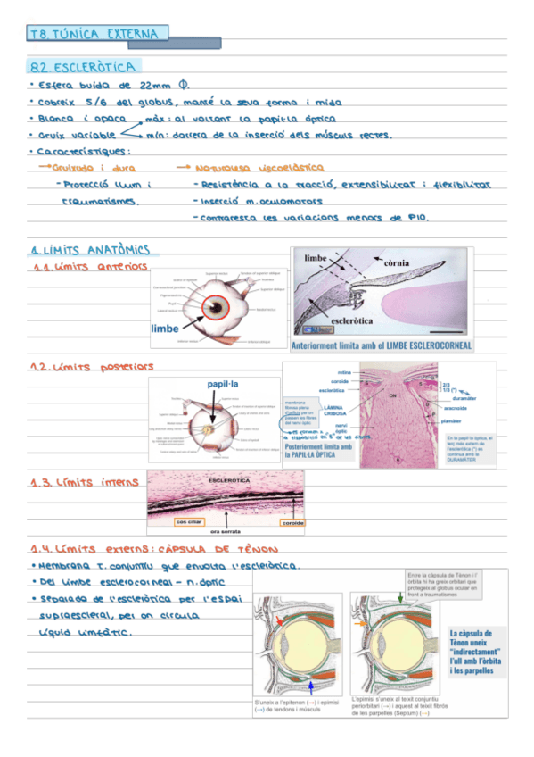 Miniatura del documento Tema-8.2-Esclerotica.pdf