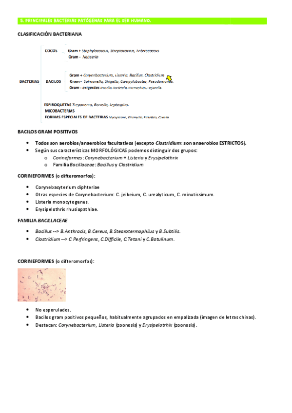 Miniatura del documento TEMA-5-MICRO-BGPositivos-BASES-1.pdf