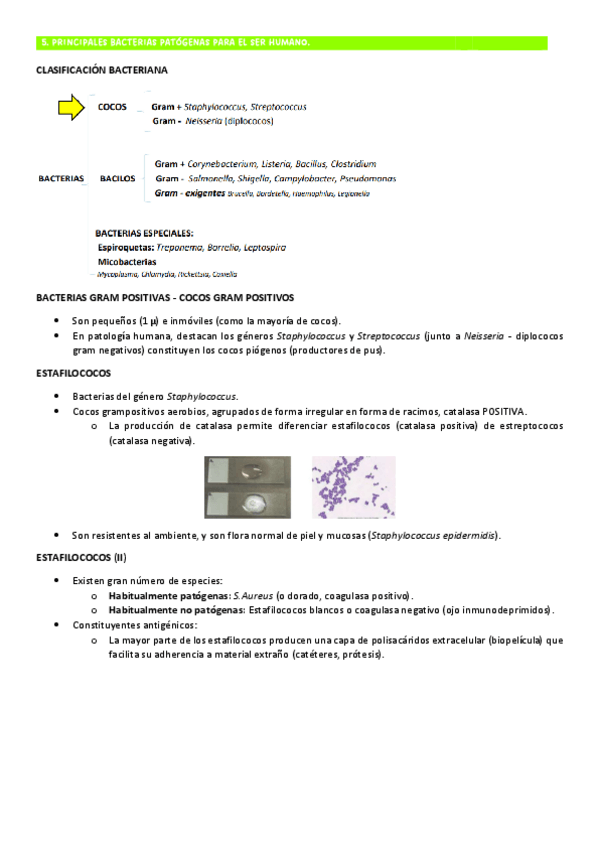 Miniatura del documento TEMA-5-MICRO-COCOS-G-BASES-1.pdf