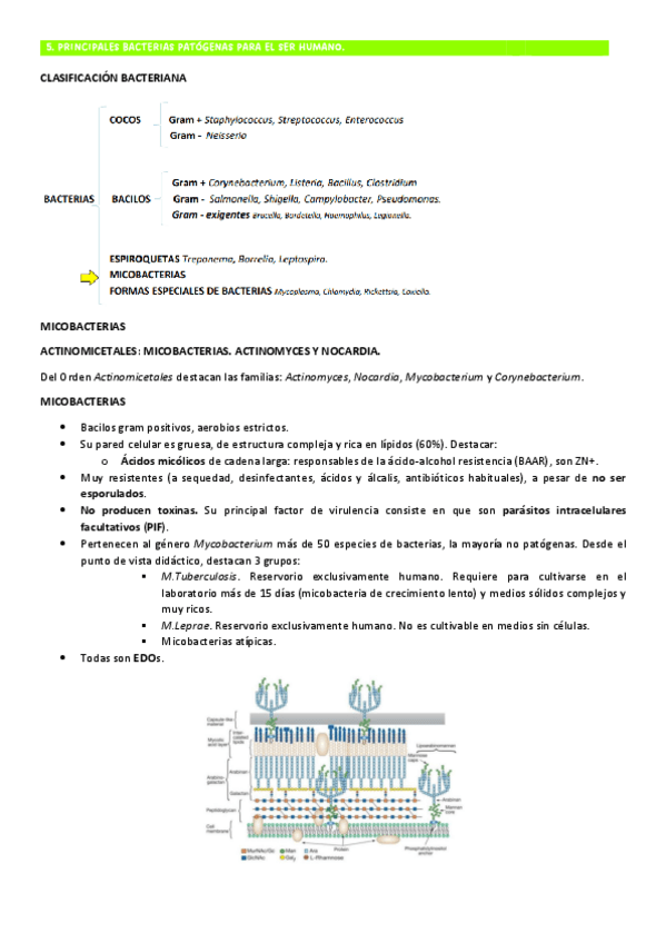 Miniatura del documento TEMA-5-MICRO-MICOBACTERIAS-BASES-1.pdf