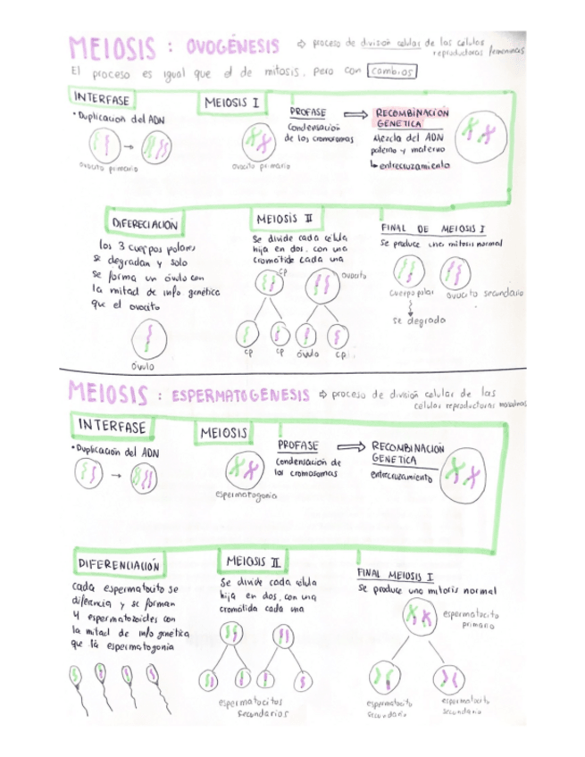 Miniatura del documento Esquemas-sobre-division-celular.pdf