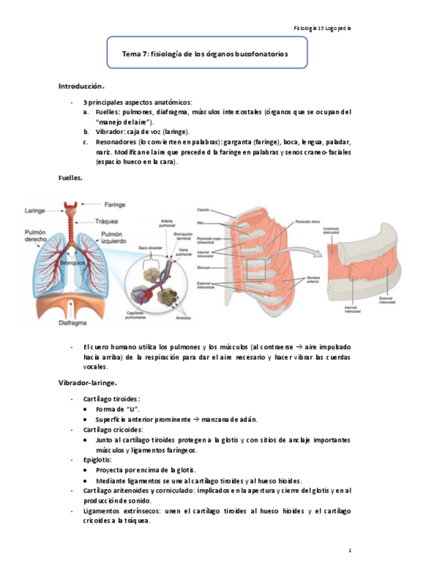 Miniatura del documento Tema-7-Organos-Bucofonatorios.PDF