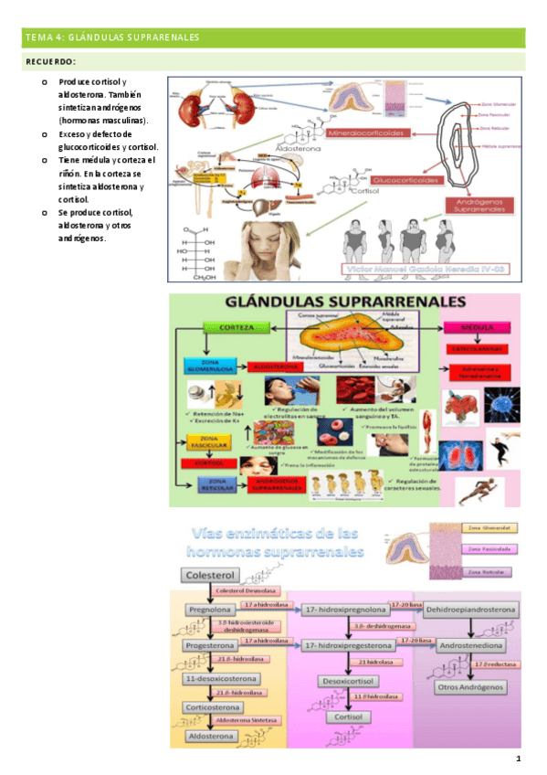 Miniatura del documento TEMA-4-SUPRARENALES.pdf