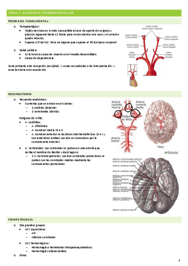 Miniatura del documento TEMA-7-ACCIDENTE-CEREBROVASCULAR.pdf