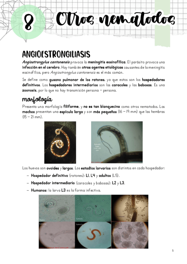 Miniatura del documento Tema-8.-Otros-nematodos.pdf