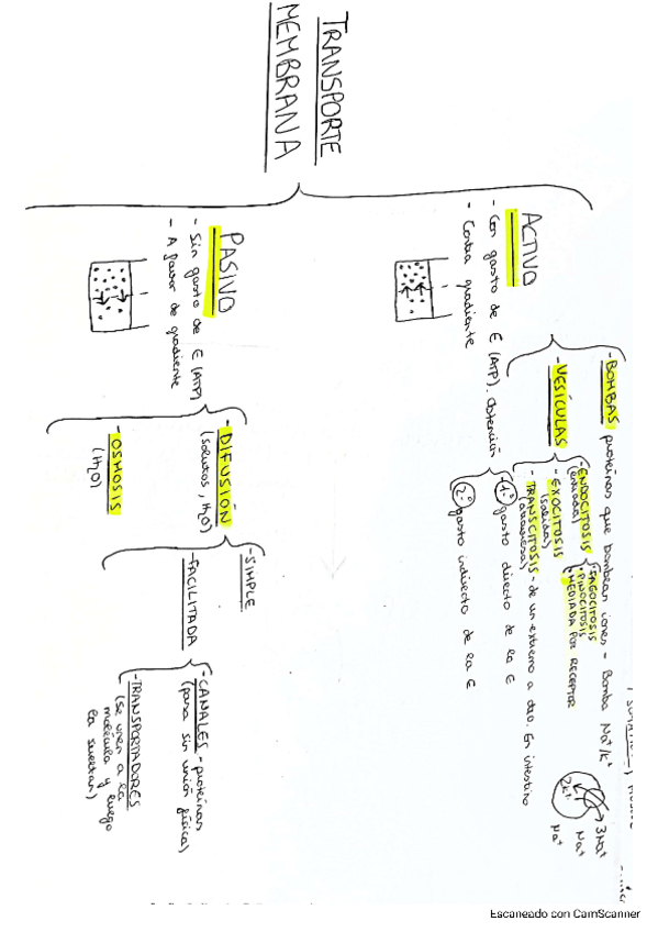 Miniatura del documento SINAPSIS-FISIO-I.pdf