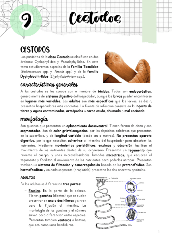 Miniatura del documento Tema-9.-Cestodos.pdf