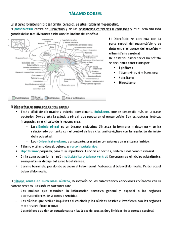 Miniatura del documento TÁLAMO .pdf
