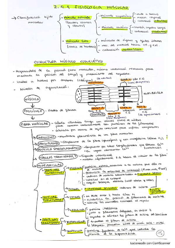 Miniatura del documento Fisiologia-muscular.-FISIO-I.pdf