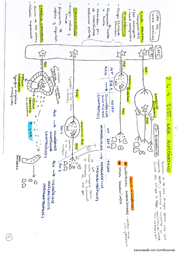 Miniatura del documento Sist.autonomo-y-endocrino.-FISIO-I.pdf