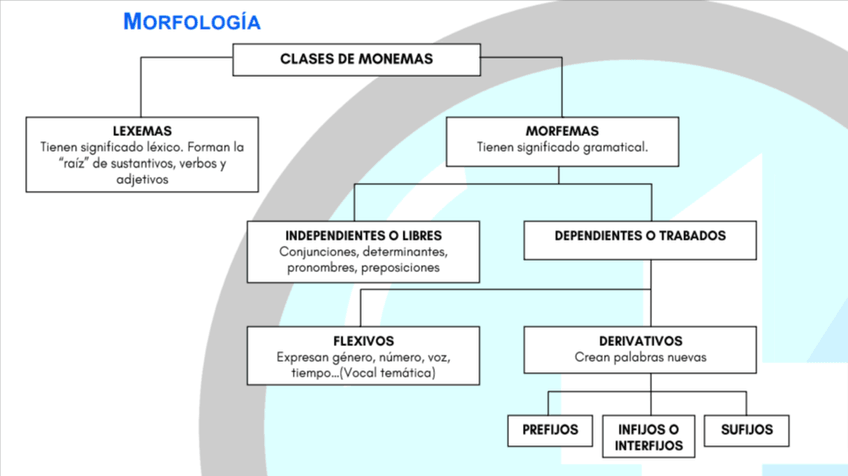 Miniatura del documento Morfologia.png
