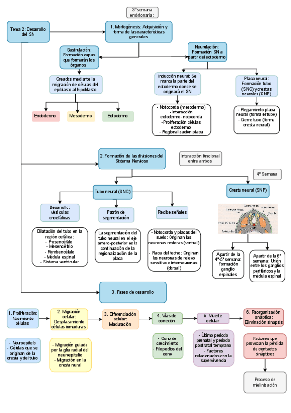 Miniatura del documento Esquema-tema-2-psicobiologia-II.pdf