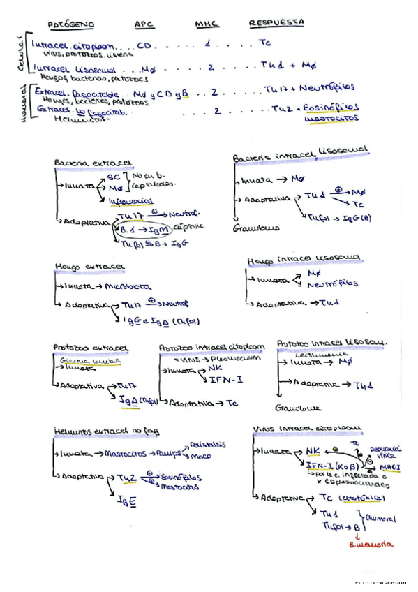 Miniatura del documento Apuntes-cortos-inmunologia.pdf