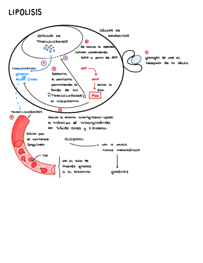 Miniatura del documento lipolisis.pdf