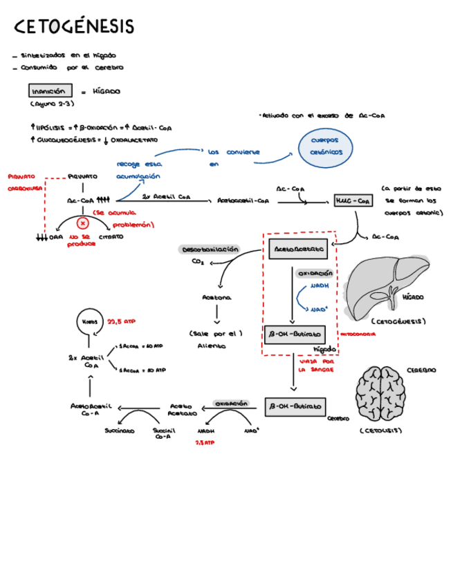 Miniatura del documento cetogenesis.pdf