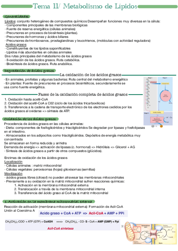 Miniatura del documento Tema-11.pdf