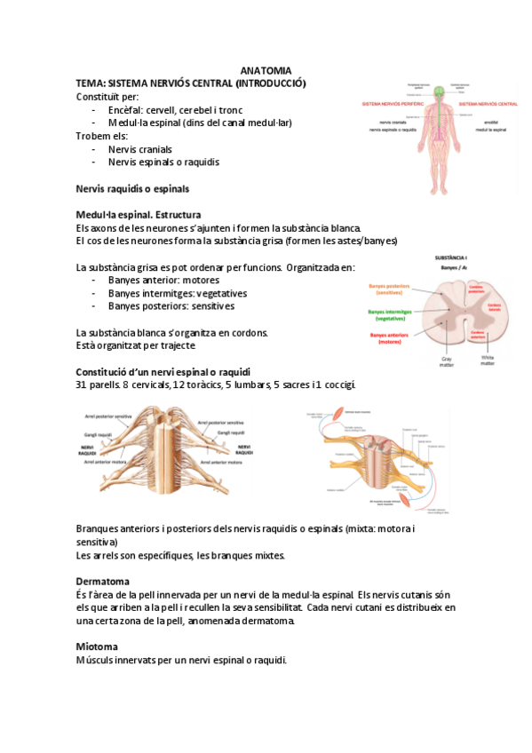 Miniatura del documento ANATOMIA-SISTEMA-NERVIOS-CENTRAL-INTRODUCCIO.pdf