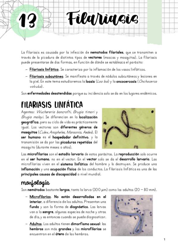 Miniatura del documento Tema-13.-Filariasis.pdf