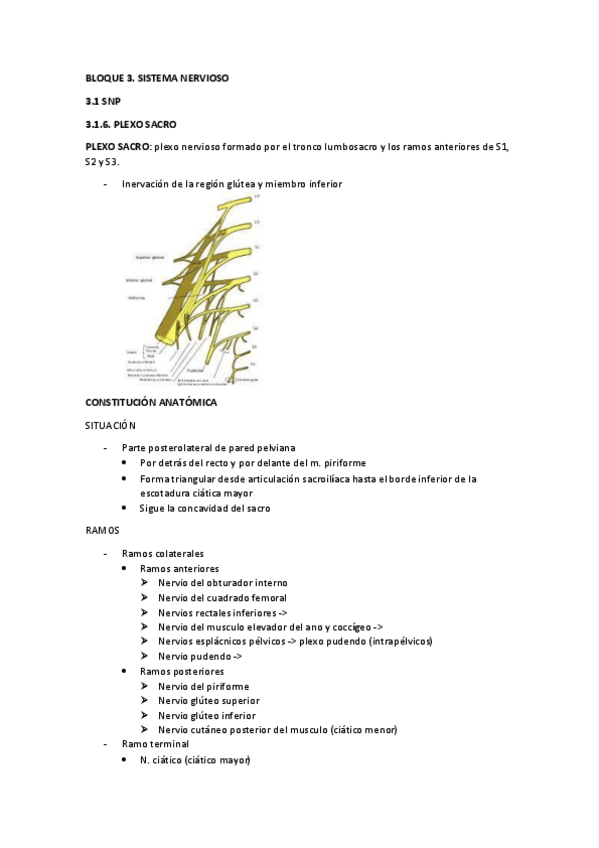 Miniatura del documento plexo-sacro-y-pudendo.pdf