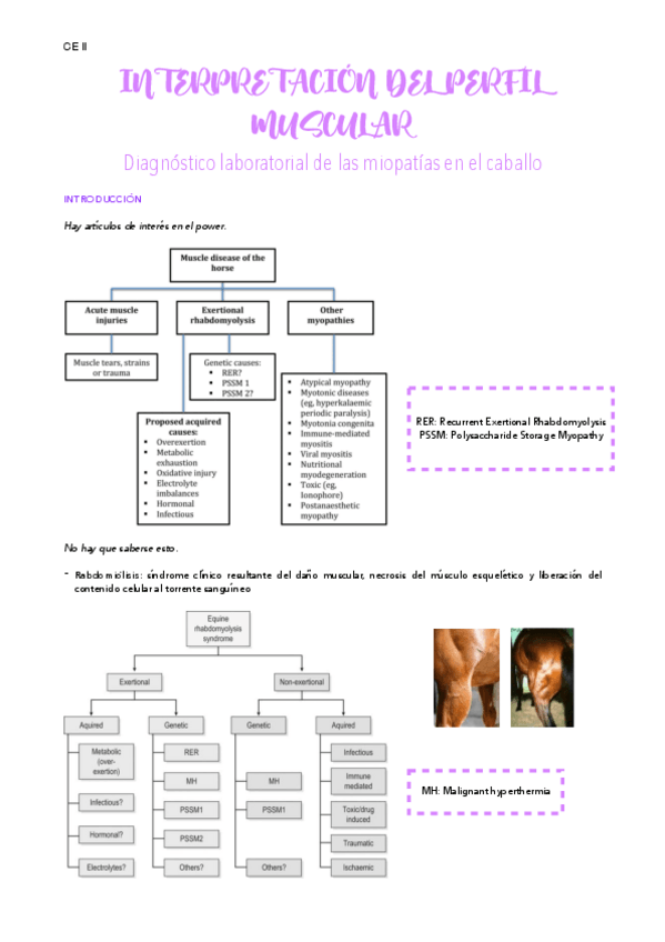 Miniatura del documento cm8-perfil-muscular.pdf