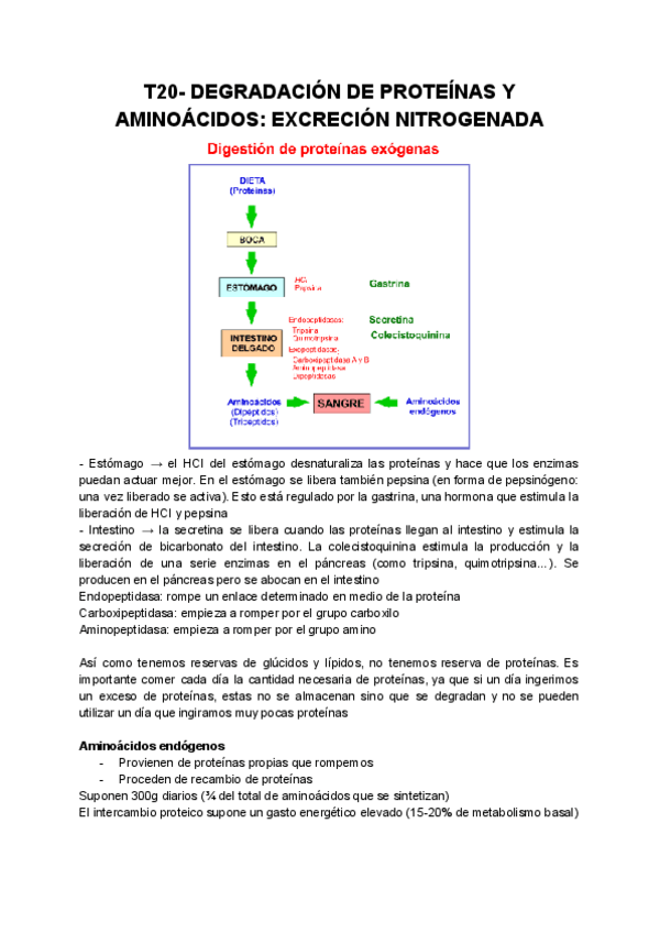 Miniatura del documento T20-Degradacion-de-proteinas-y-aminoacidos.pdf
