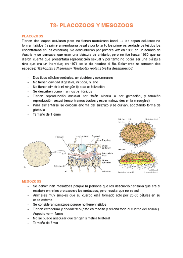 Miniatura del documento T8-Placozoos-y-mesozoos.pdf