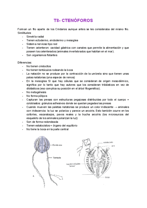 Miniatura del documento T8-Ctenoforos.pdf