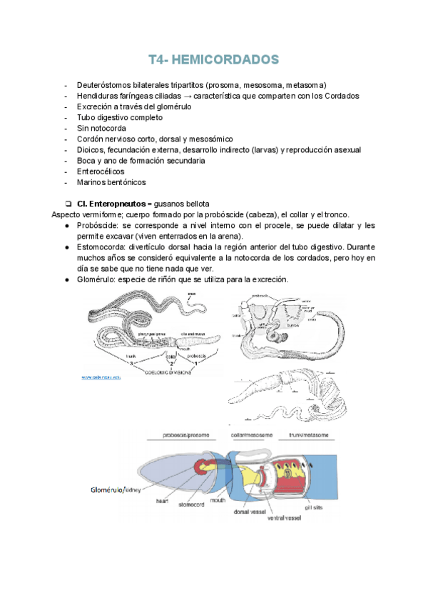 Miniatura del documento T4-Hemicordados.pdf