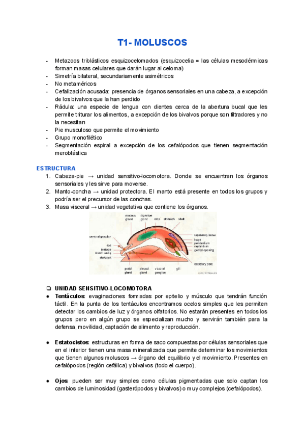 Miniatura del documento T1-Moluscos.pdf