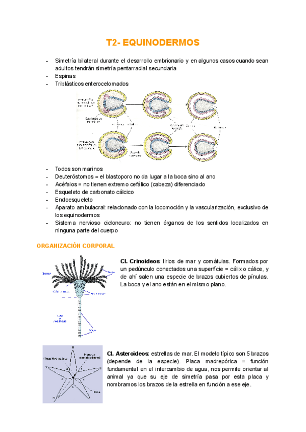 Miniatura del documento T2-Equinodermos.pdf