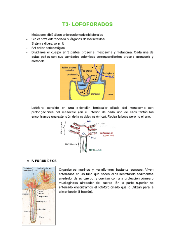 Miniatura del documento T3-Lofoforados.pdf