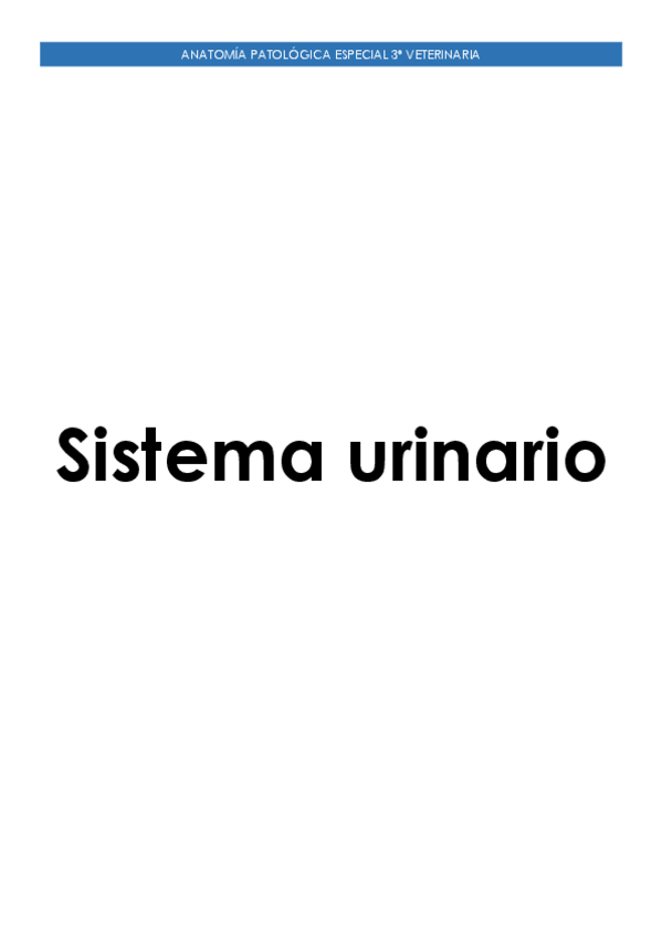 Miniatura del documento Sistema-Urinario.pdf